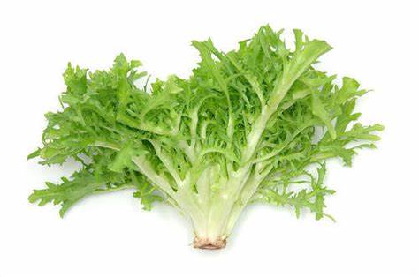000130  ENDIVE FRESH
