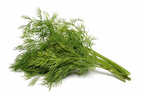 000132  FENNEL WEED FRESH