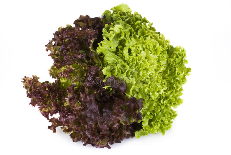 000144  LETTUCE SUNNY FRESH