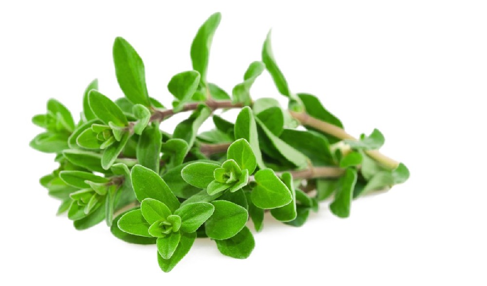 000146  MARJORAM FRESH