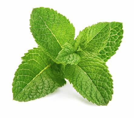 000148  MINT LEAF FRESH
