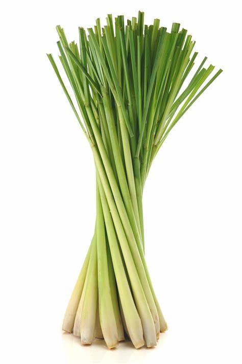 000189  LEMON GRASS