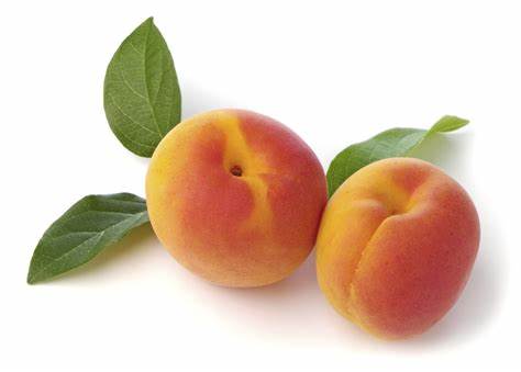 000515  APRICOT FRESH