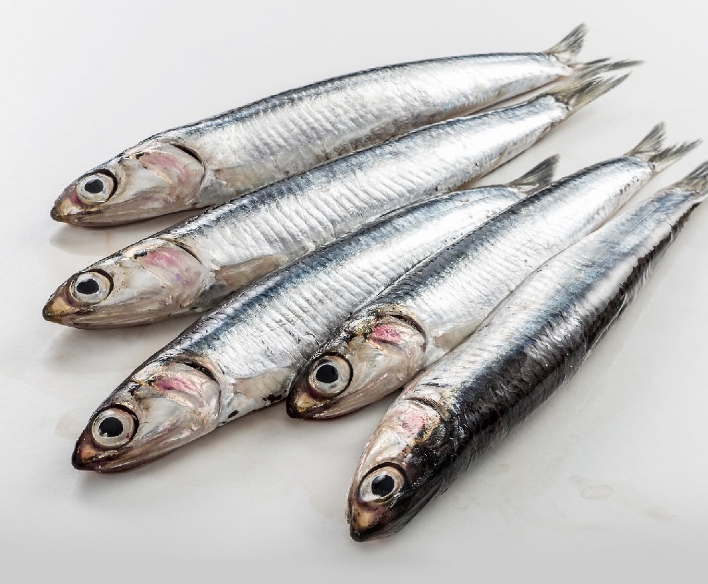 000701  ANCHOVY FRESH