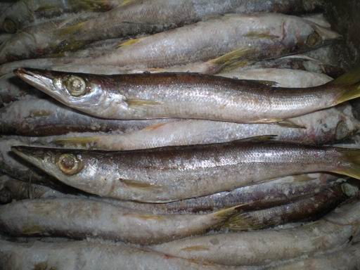 000703  BARACUDA-KAMASU FROZEN