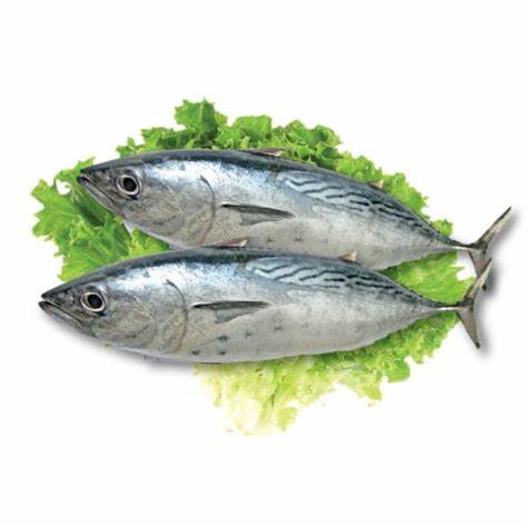 000704  BONITO WHOLE FROZEN