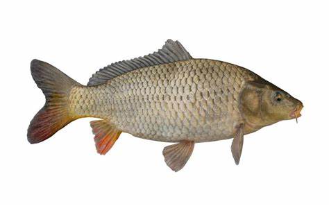 000706  CARP ALIVE