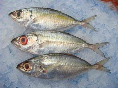 000709  BIGEYE SCAD FISH FROZEN   FILIPINO (MATAMBAKA)