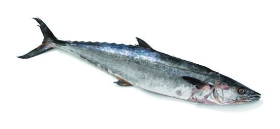 000722  MACKEREL KING FISH FROZEN