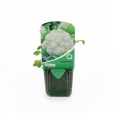 000322 CAULIFLOWER Q.F. 500GRMX20PKT